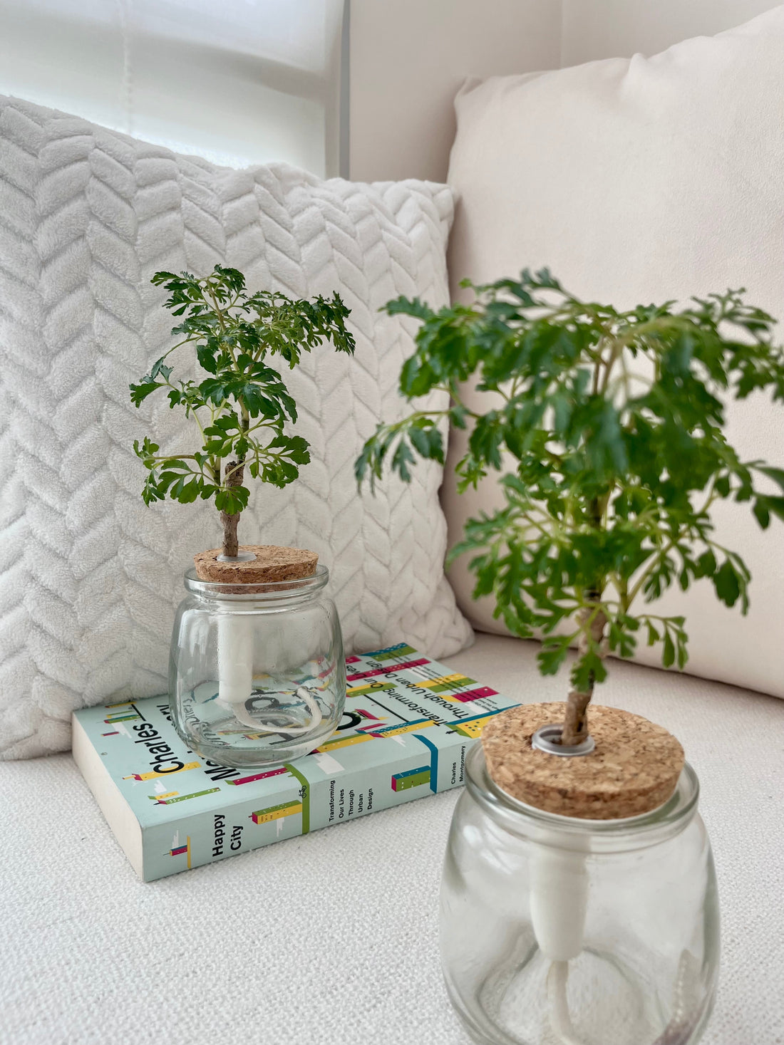 Caring For Your Table Top Trees