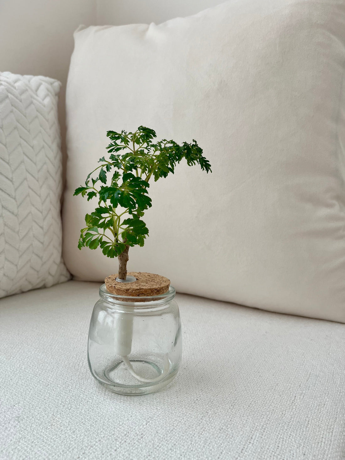 Easiest Hydroponic Plants to Start With