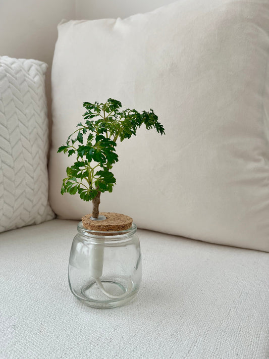 Easiest Hydroponic Plants to Start With