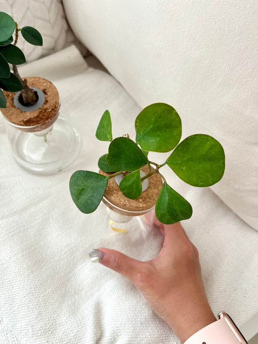 Why Soil-Free Plants Are Perfect for HDB Apartments