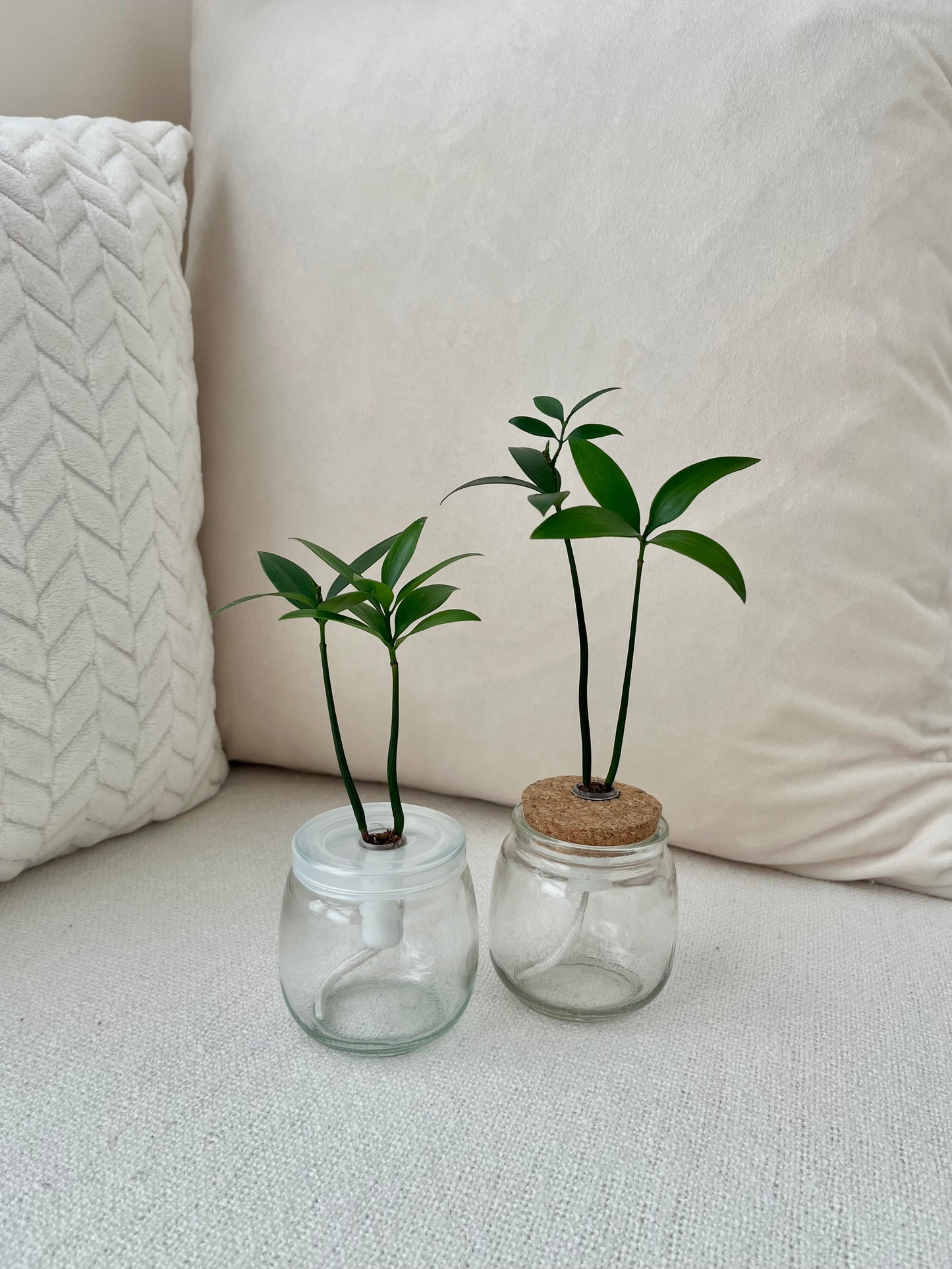 Trees of Tranquility