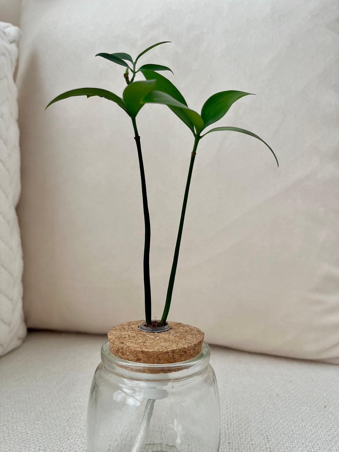 Trees of Tranquility