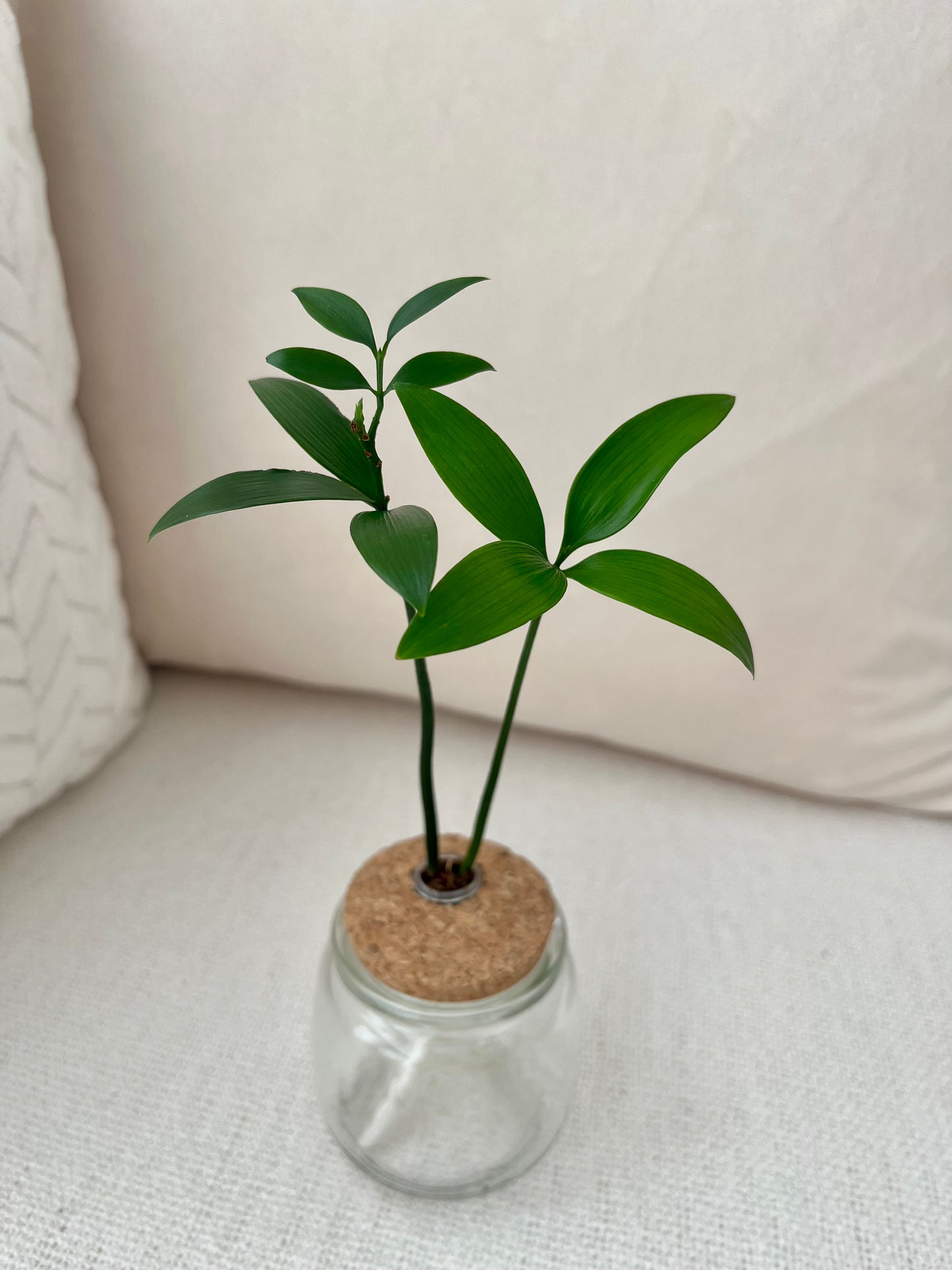 Trees of Tranquility