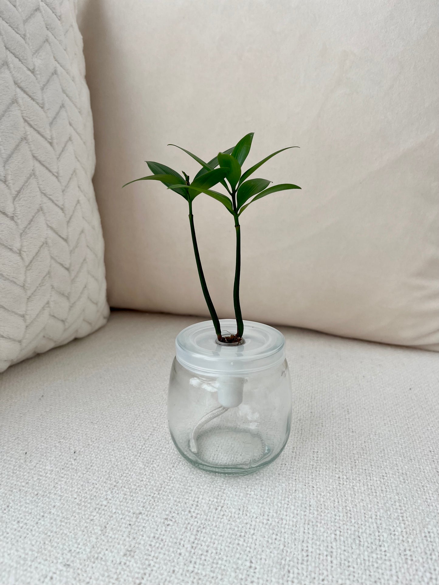 Trees of Tranquility