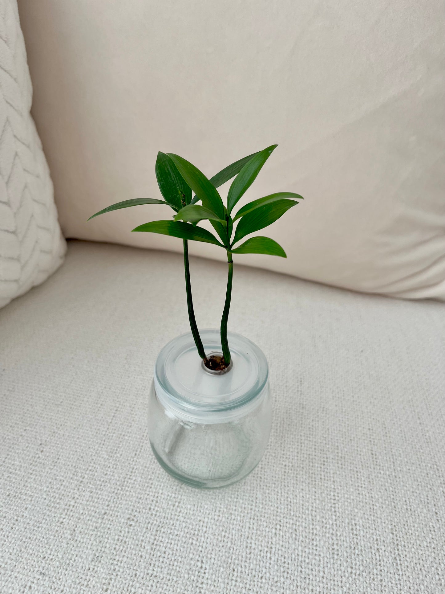 Trees of Tranquility