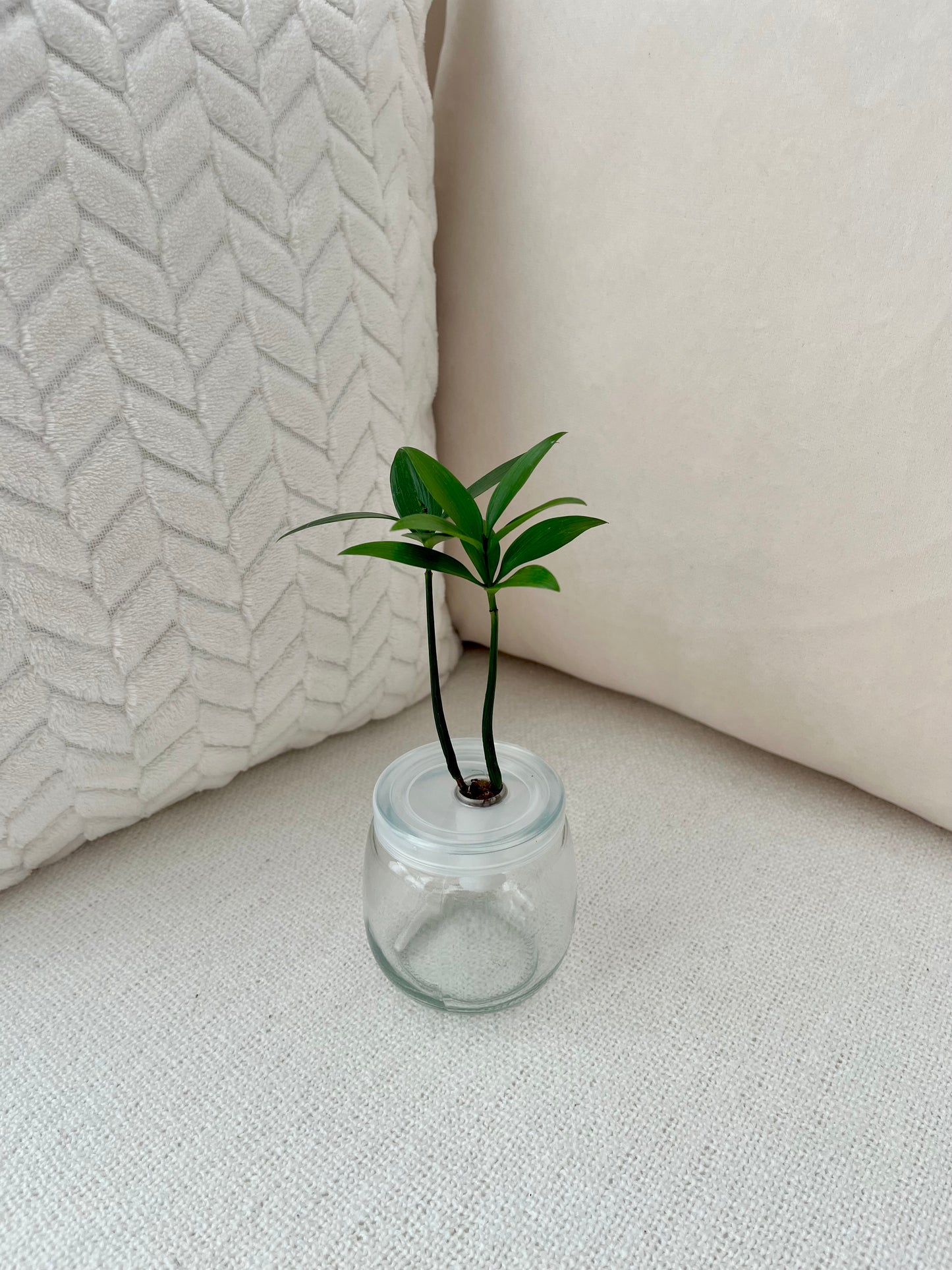 Trees of Tranquility