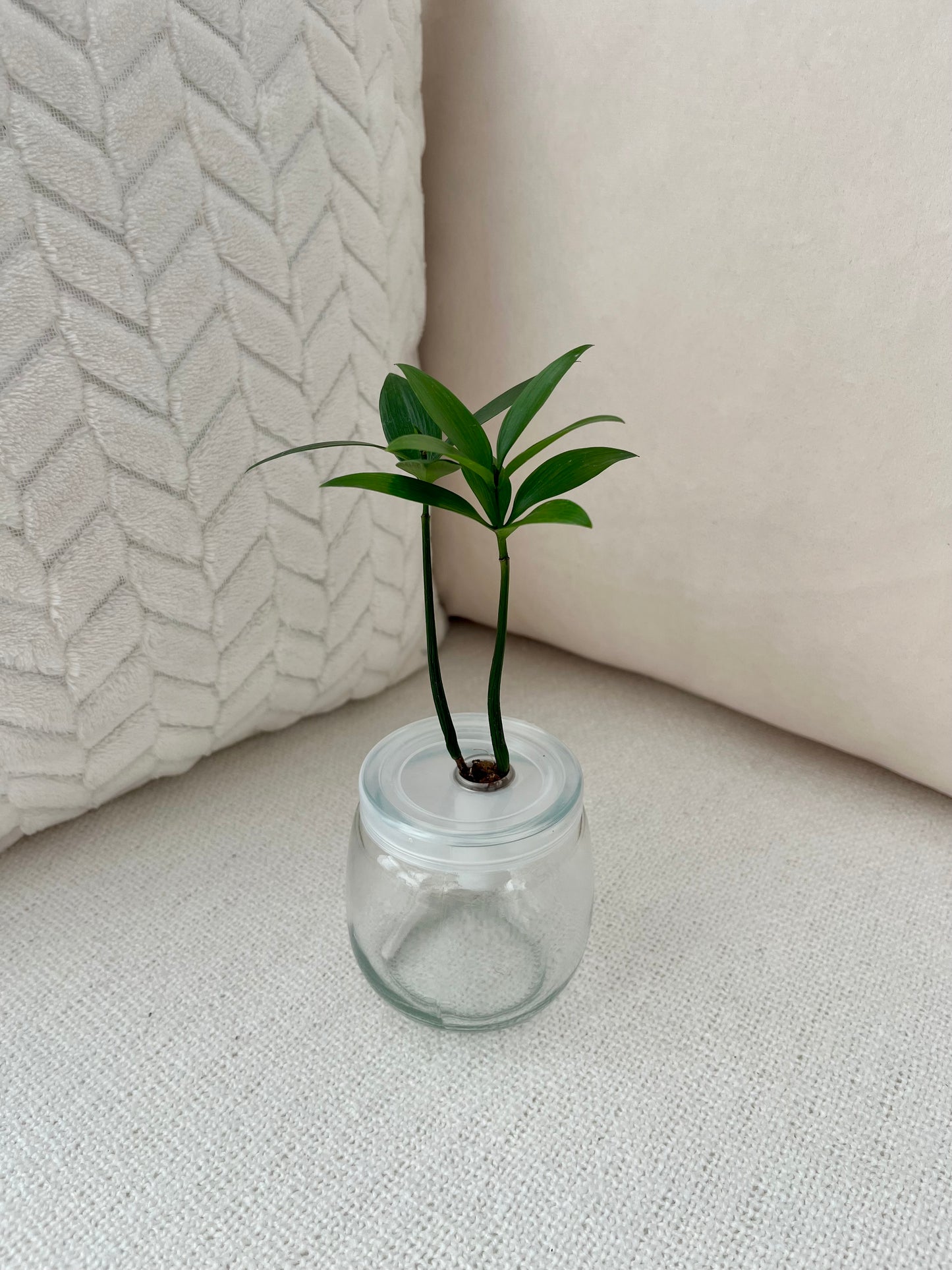 Trees of Tranquility