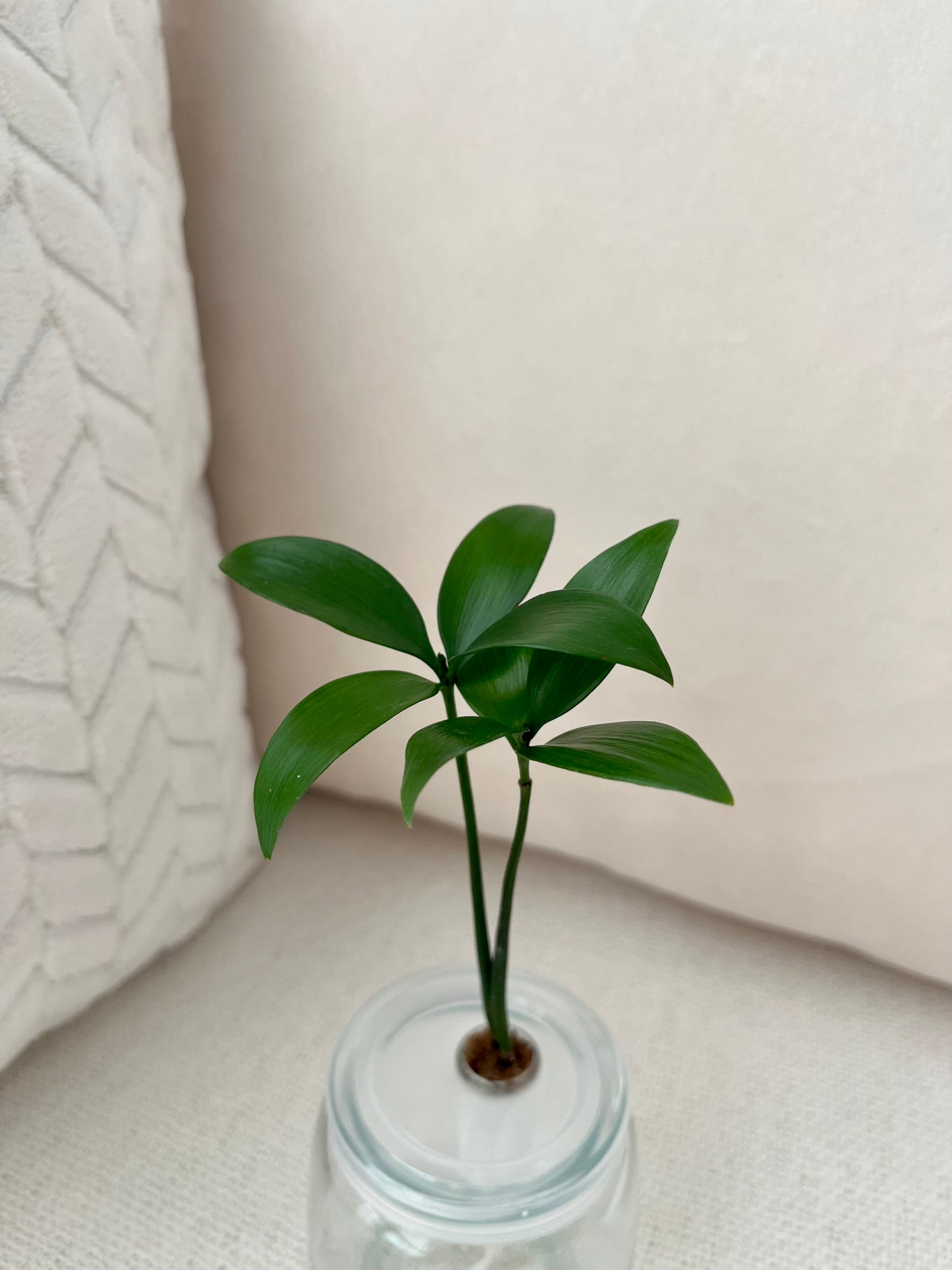 Trees of Tranquility