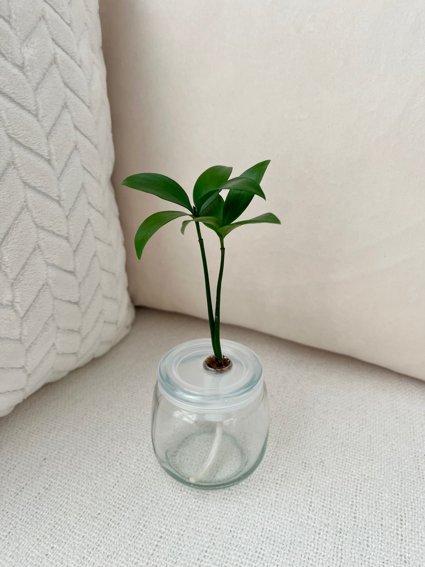 Trees of Tranquility